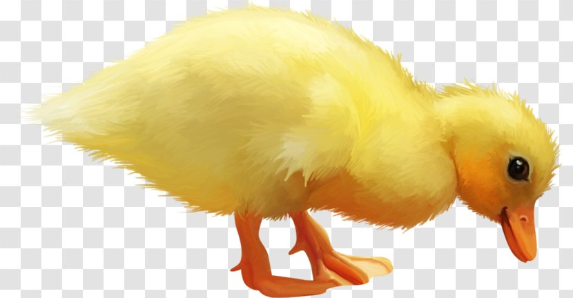 Duck Yellow - Livestock - Cute Little Transparent PNG
