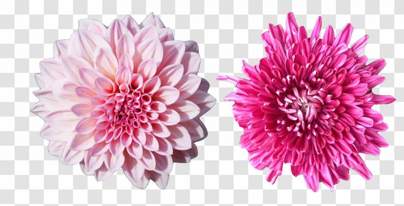 Chrysanthemum Pink - Aster - Melon Picture Material Transparent PNG