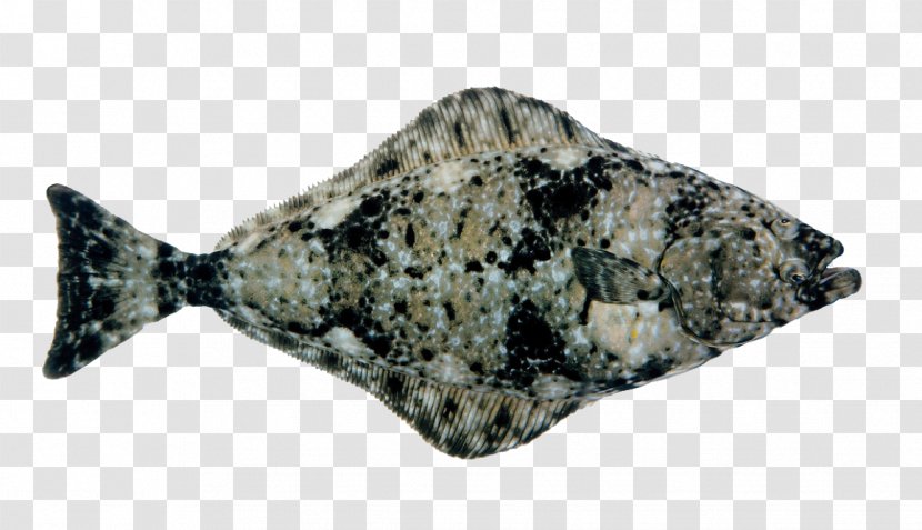Atlantic Halibut Fish Herring European Plaice - Wide Transparent PNG