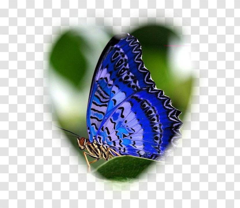 Butterfly Orange Oakleaf Insect Collecting Purple - Organism Transparent PNG