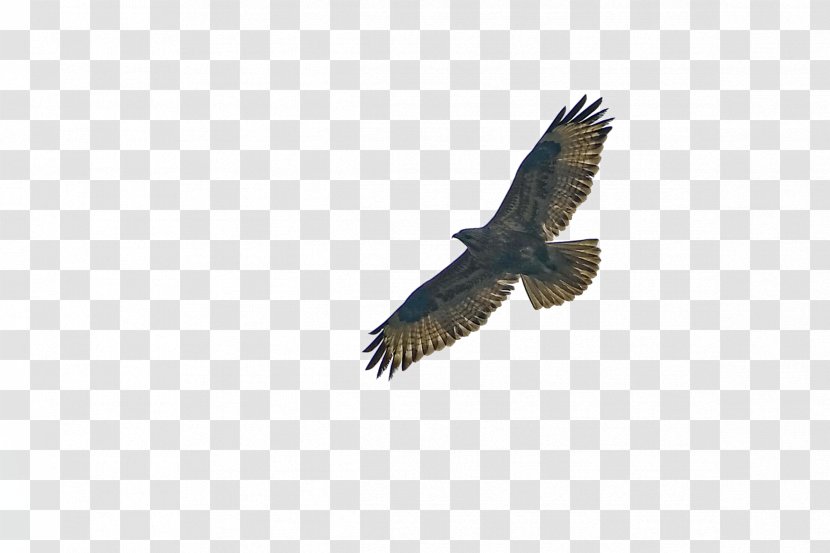 Bald Eagle Statue Of Liberty Bird Hawk - Accipitriformes - Air Free Transparent PNG