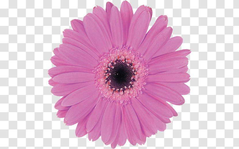 Transvaal Daisy Flower Clip Art Transparent PNG