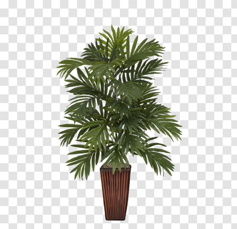 Albizia Julibrissin Areca Palm Arecaceae Vase Plant Transparent PNG