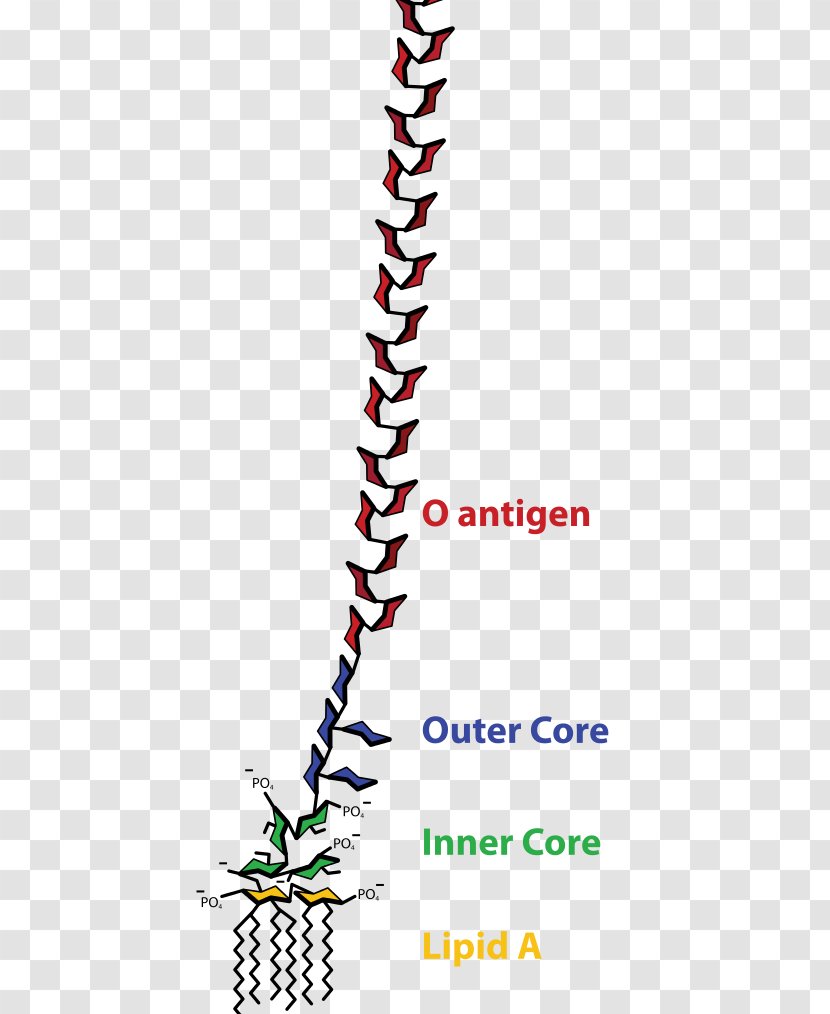 Endotoxin Gram-negative Bacteria Cell Membrane Protein - Lipid Transparent PNG