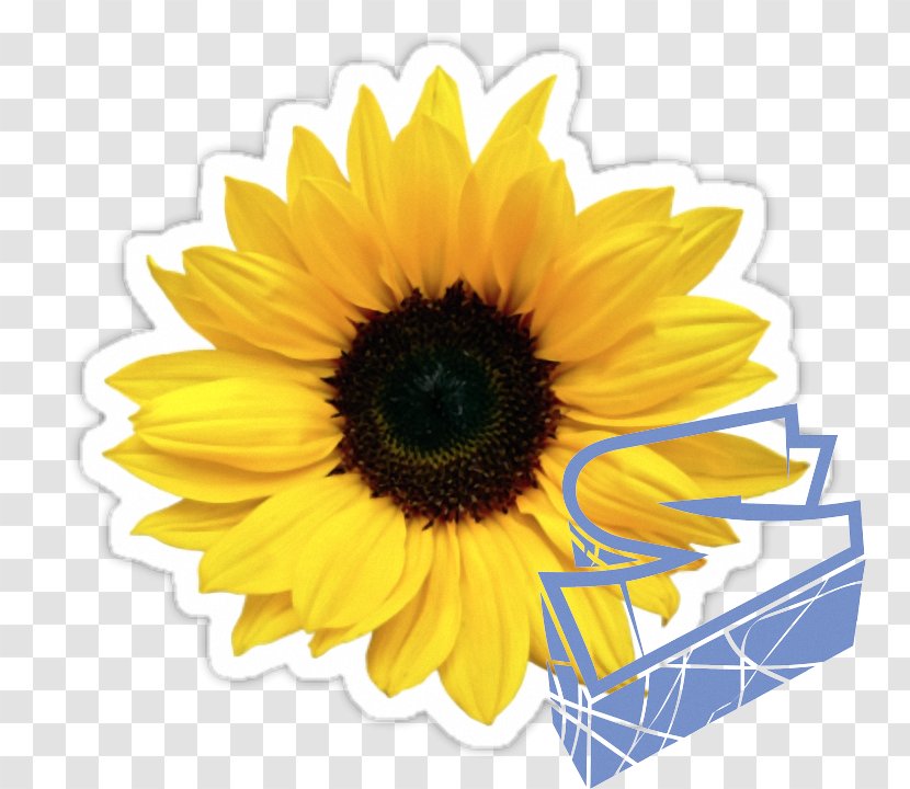 Common Sunflower Seed Wedding Invitation Sticker - Cut Flowers - Yellow Transparent PNG