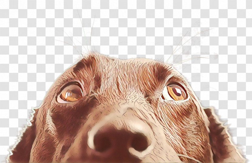 Dog Drawing - Irish Setter - Fur Transparent PNG