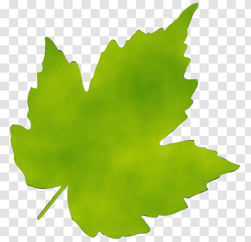 Green Leaf Watercolor - Video - Grape Leaves Black Maple Transparent PNG