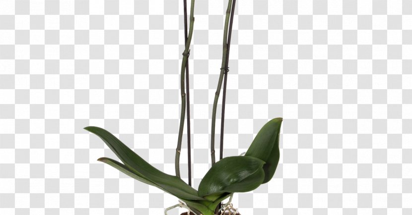 Orchids Flowerpot Plants Light Drainage - Flowering Plant - Balcony Transparent PNG