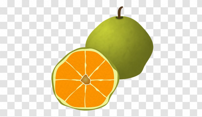 Ugli Fruit Food Grapefruit Orange - Mandarin Transparent PNG