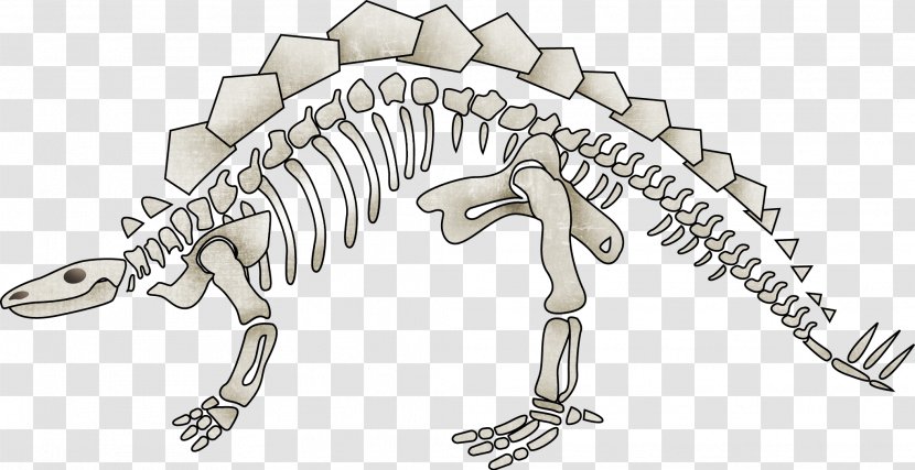 Dinosaur Tyrannosaurus Human Skeleton Bone Transparent PNG