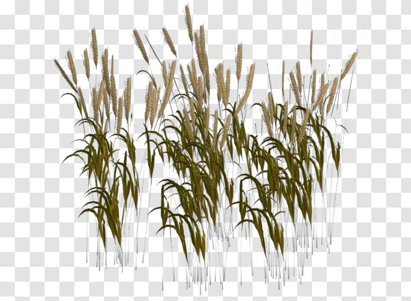 Wheatgrass Harvest Seed - Plant Stem - Wheat Transparent PNG