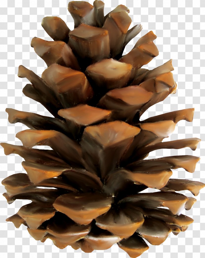 Pine Conifer Cone Euclidean Vector - Gratis - Beautiful Brown Cones Transparent PNG