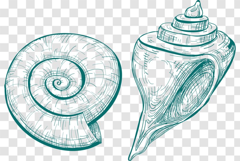 Seashell Snail Conch Drawing Nautilidae - Silhouette - Microsoft Transparent PNG