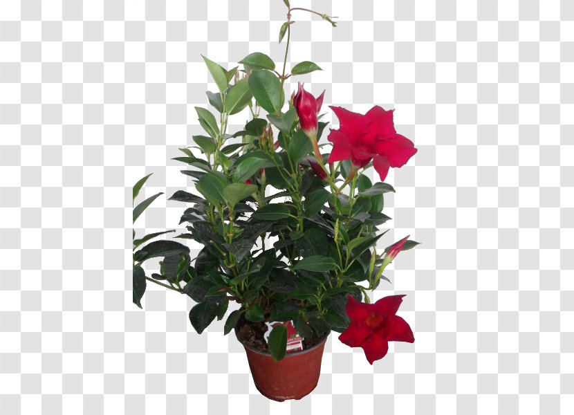 Houseplant Cut Flowers Rocktrumpet Cape Jasmine - Plant Transparent PNG