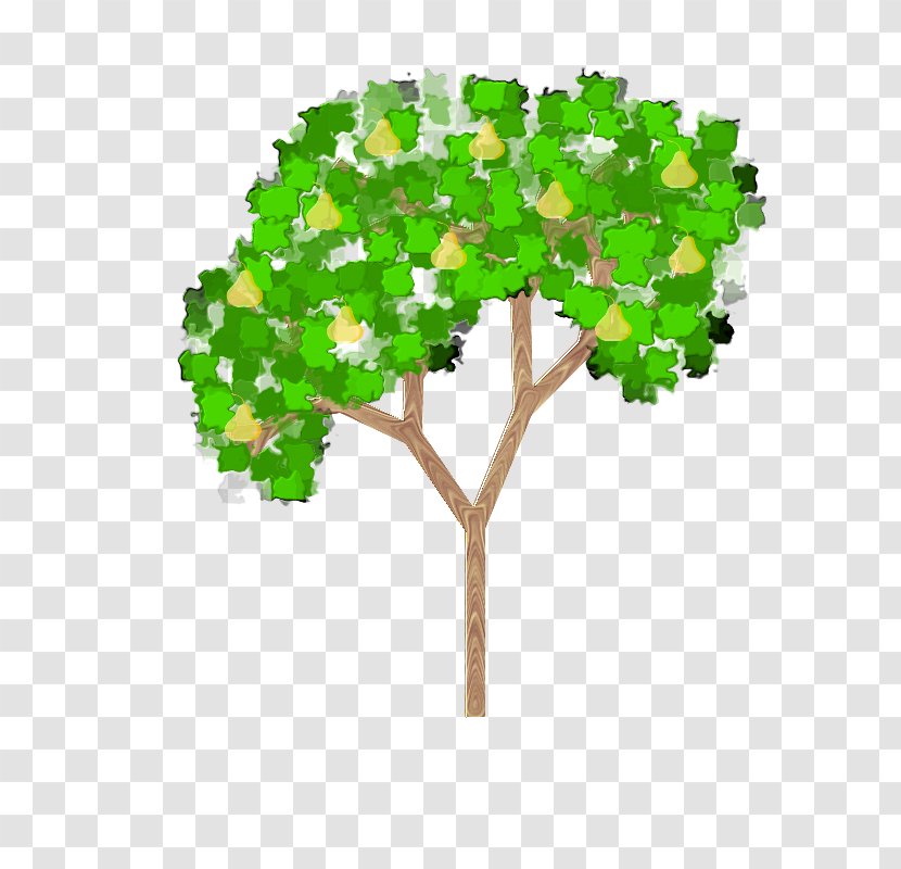 Fruit Tree Pyrus × Bretschneideri Clip Art Transparent PNG