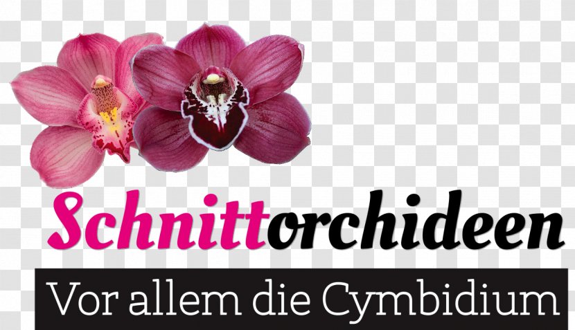 Cut Flowers Blumen Risse Boat Orchid Moth Orchids - Text - Cymbidium Transparent PNG