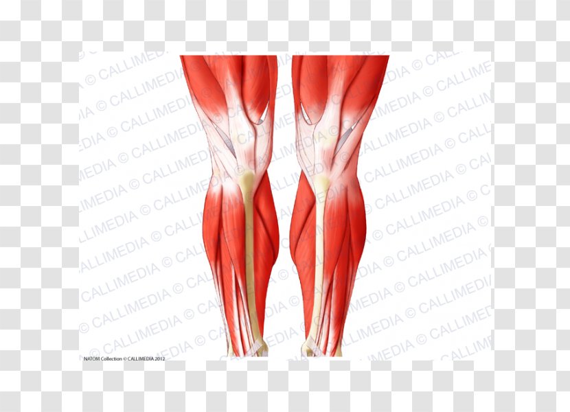 Knee Biceps Femoris Muscle Crus Patella - Flower - Silhouette Transparent PNG
