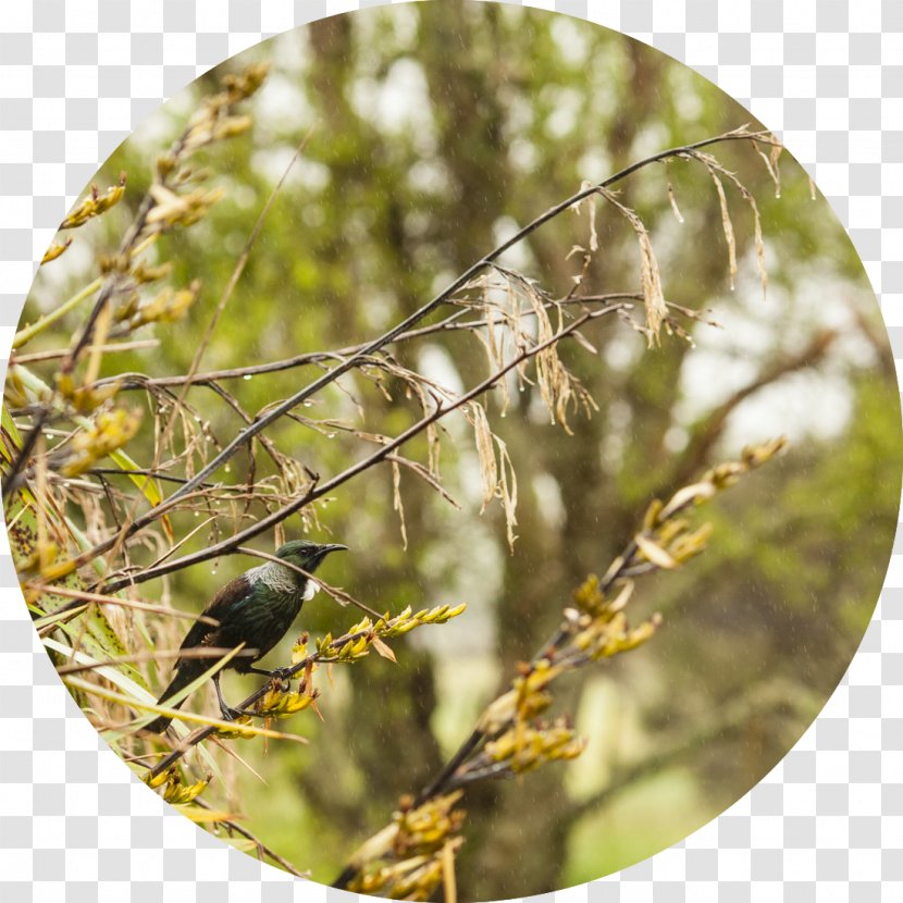 Insect - Tree - Twig Transparent PNG