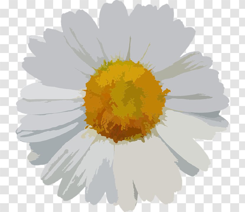 Chamomile Flower Bouquet Common Daisy - Transvaal Transparent PNG