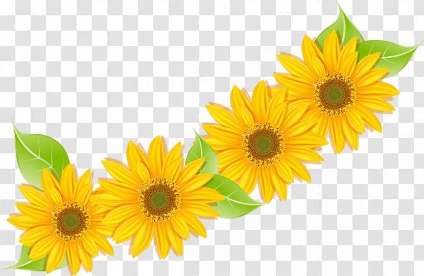 Common Sunflower Cut Flowers Biology - Seed - Flower Transparent PNG