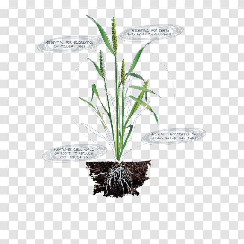 Nutrient Nitrogen Deficiency Plants Plant Nutrition Chlorophyll - Medicinal Transparent PNG