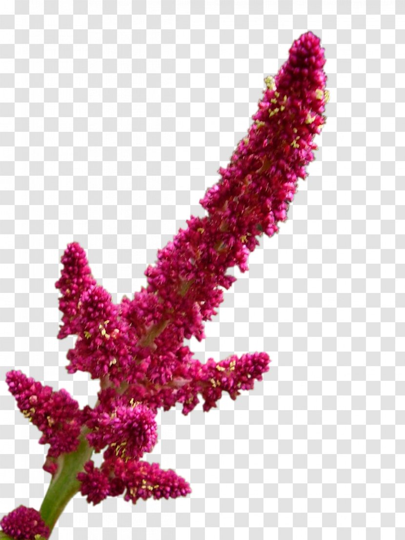 Amaranthaceae Flower Plant Quinoa - Purple - Maiz Transparent PNG