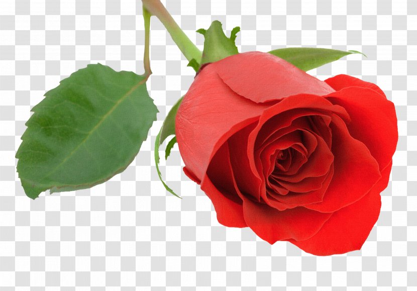 Malayalam Desktop Wallpaper Rose Valentine's Day - Petal - Burgundy Transparent PNG