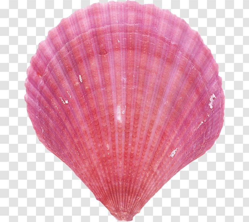 Pink Background - M - Clam Seafood Transparent PNG