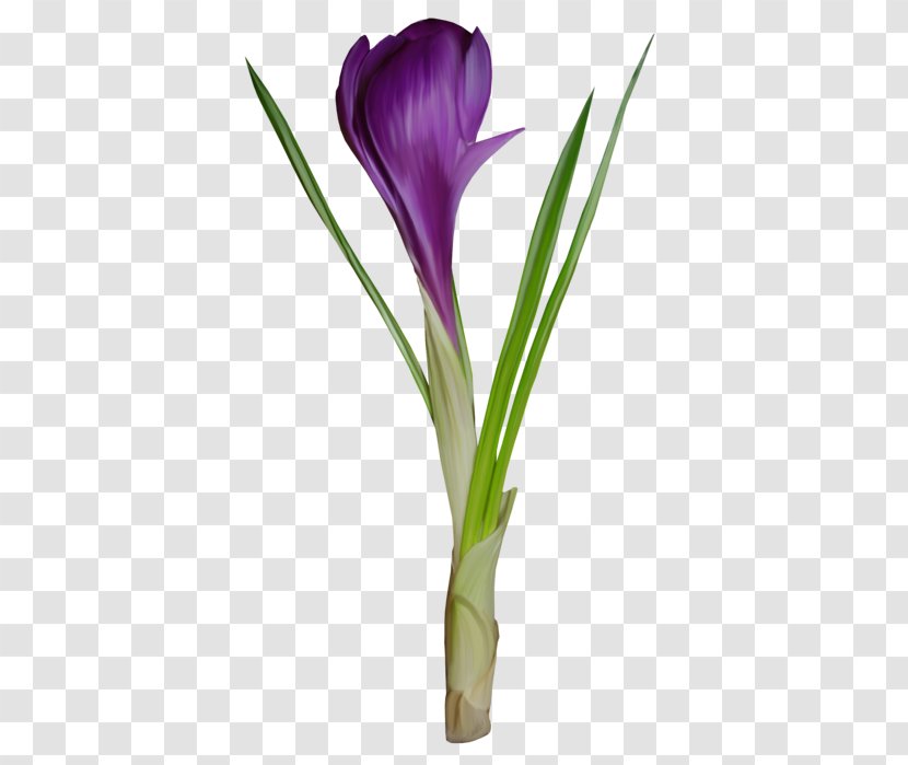 Snowdrop Cut Flowers Petal Plant Stem - Crocus - Flower Transparent PNG