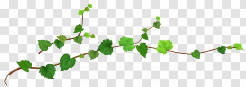 Grape Leaf - Drawing - Vitis Branch Transparent PNG