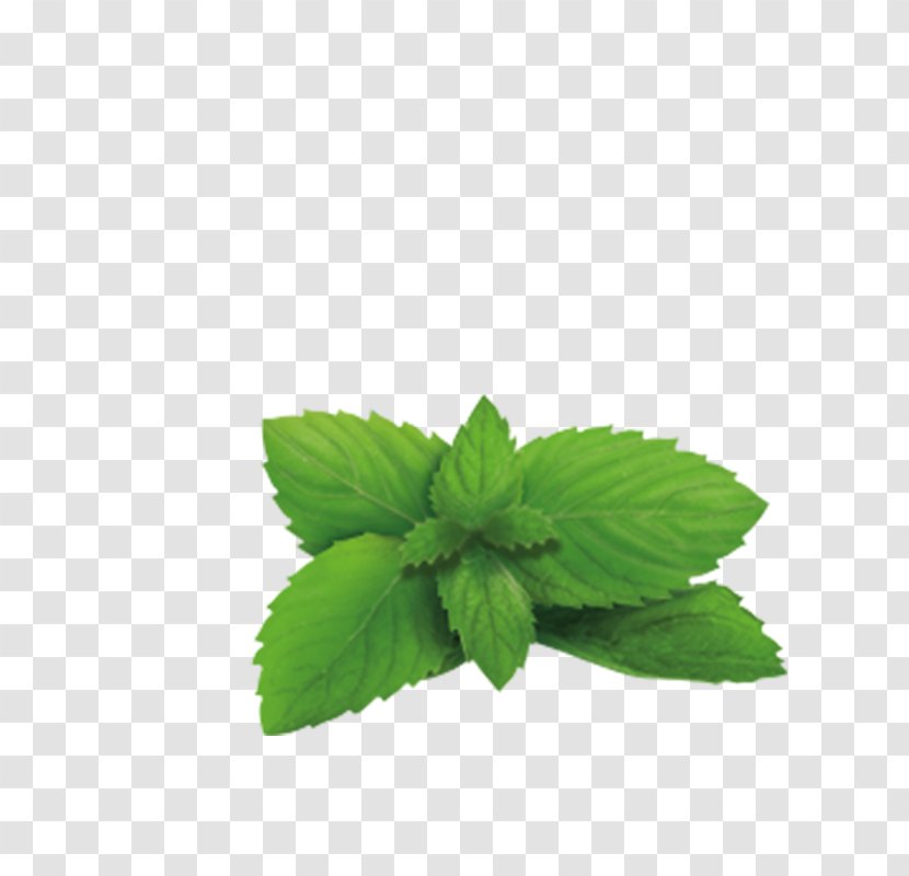 Green Tea Lemon Balm Plant Herb - Rooibos - Lavanda Transparent PNG