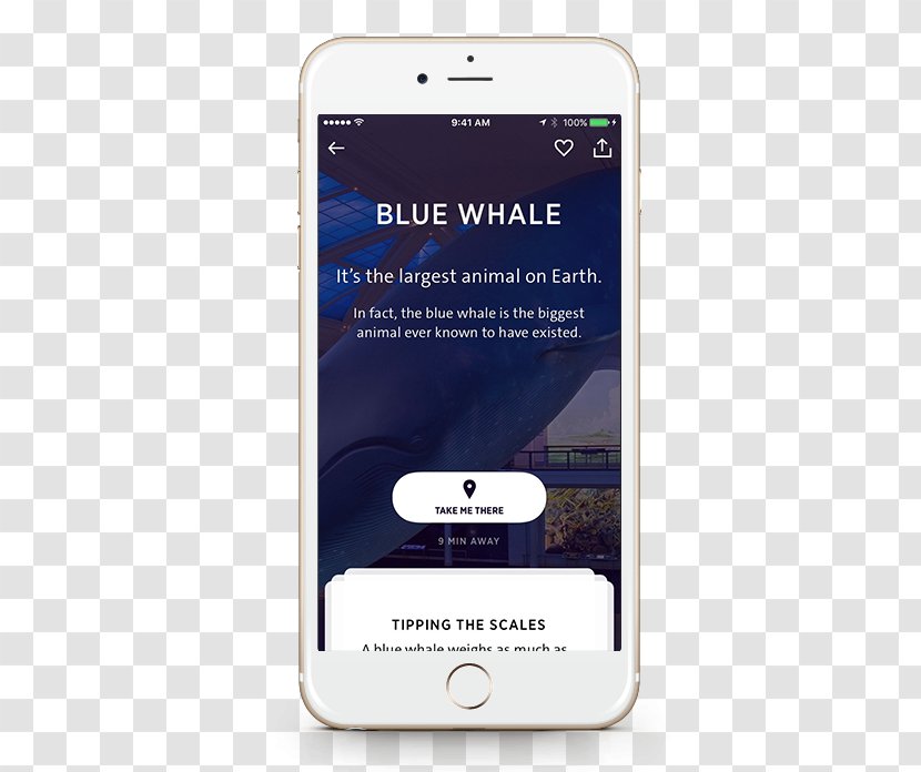 Smartphone American Museum Of Natural History Handheld Devices - Technology - Blue Whale Transparent PNG
