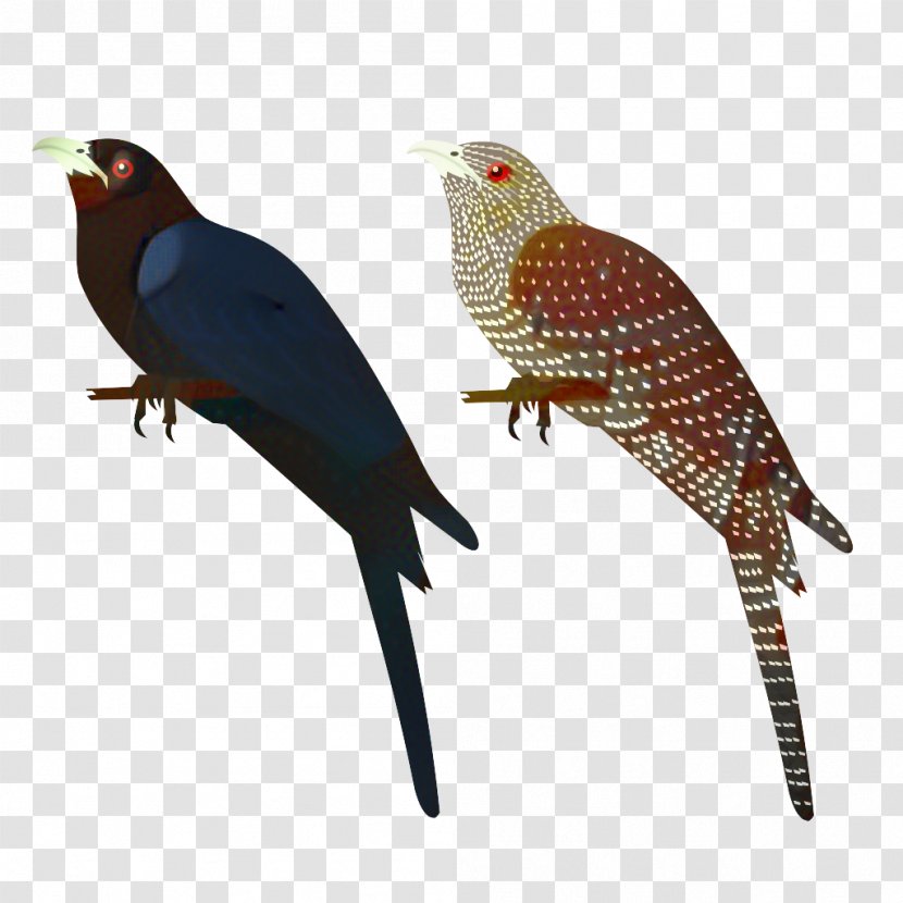 Bird - Beak - Cuckoo Falconiformes Transparent PNG