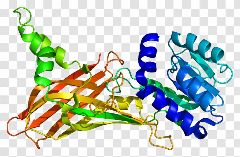PRMT1 Methyltransferase Gene Protein Histone - Homo Sapiens - Chromatin Transparent PNG