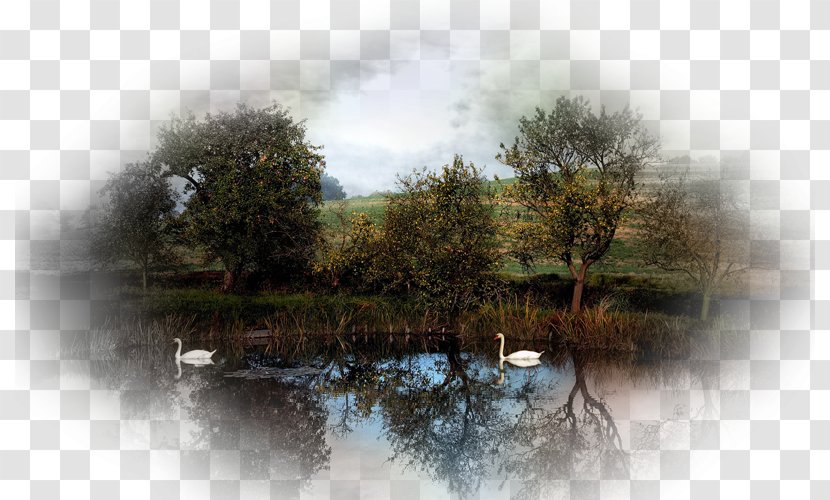 Mute Swan Java Desktop Wallpaper Swing Wetland - Lake - Swans Transparent PNG