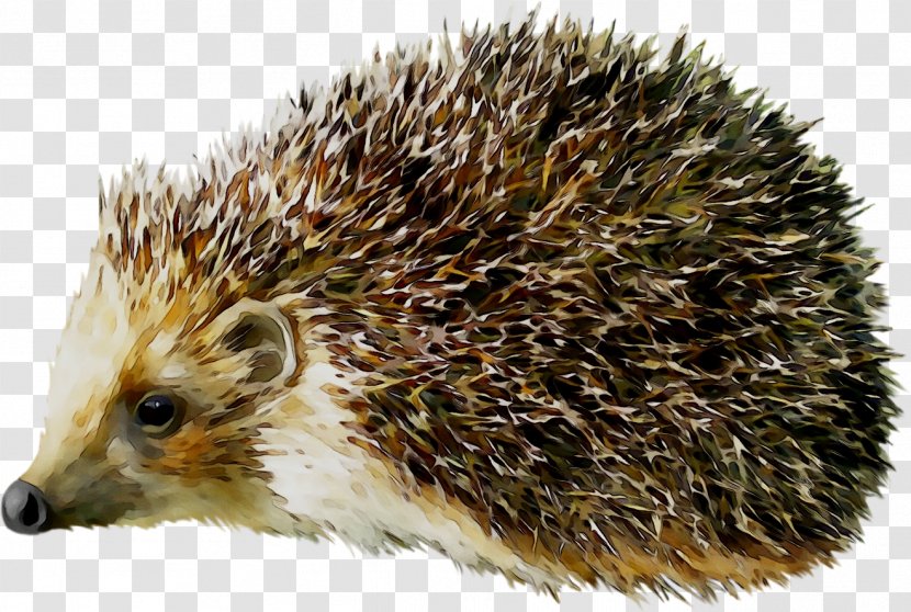 Hedgehog Clip Art Porcupine Vector Graphics - Mammal Transparent PNG