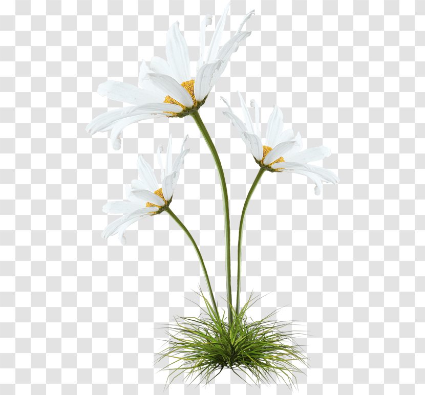 German Chamomile - Photography - Black Dandelion Transparent PNG