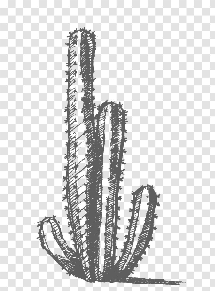 Cactaceae Drawing - Caryophyllales - Flowering Plant Transparent PNG