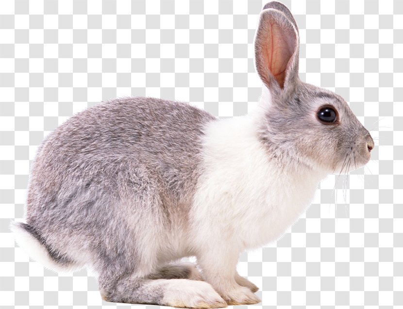 Rabbit Hare Clip Art - New England Cottontail - Ly Transparent PNG