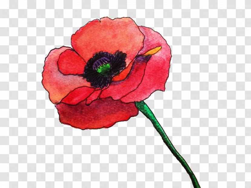 Common Poppy Flower Watercolor Painting Remembrance - Coquelicot - Rose Transparent PNG