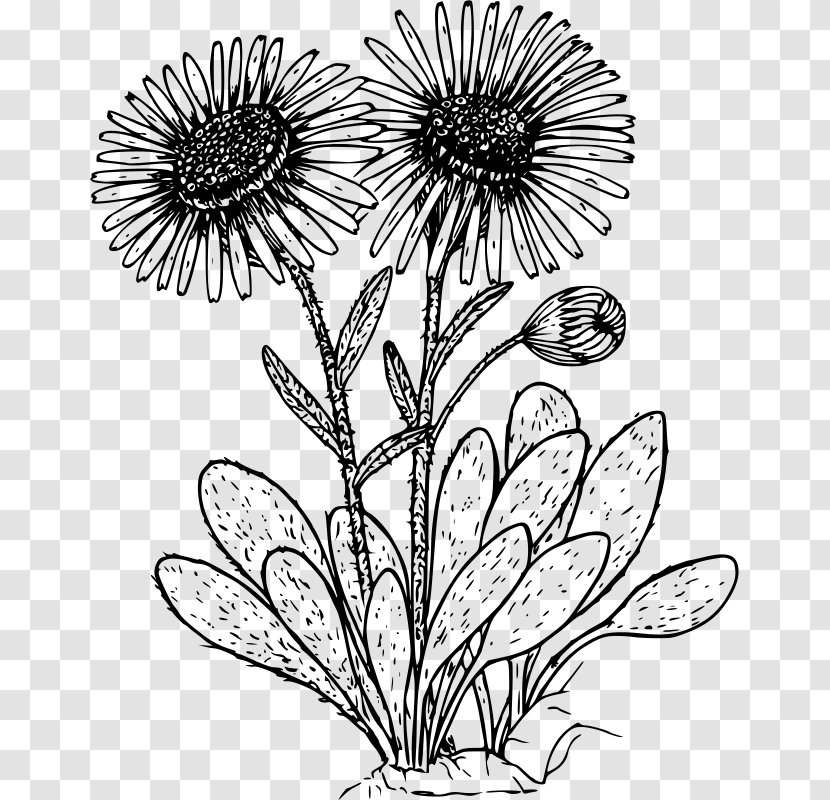 Drawing Common Daisy Wildflower Clip Art - Cdr - Flower Transparent PNG