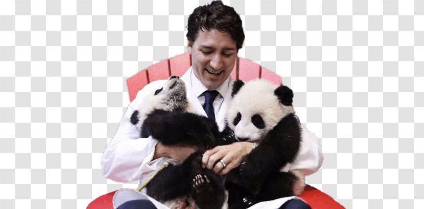 Toronto Zoo Justin Trudeau Giant Panda Prime Minister Of Canada Jia Yueyue And Panpan - Bear - United States Transparent PNG