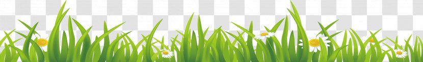 Vetiver Download Wheatgrass Wallpaper - Highdefinition Television - Grass Transparent PNG