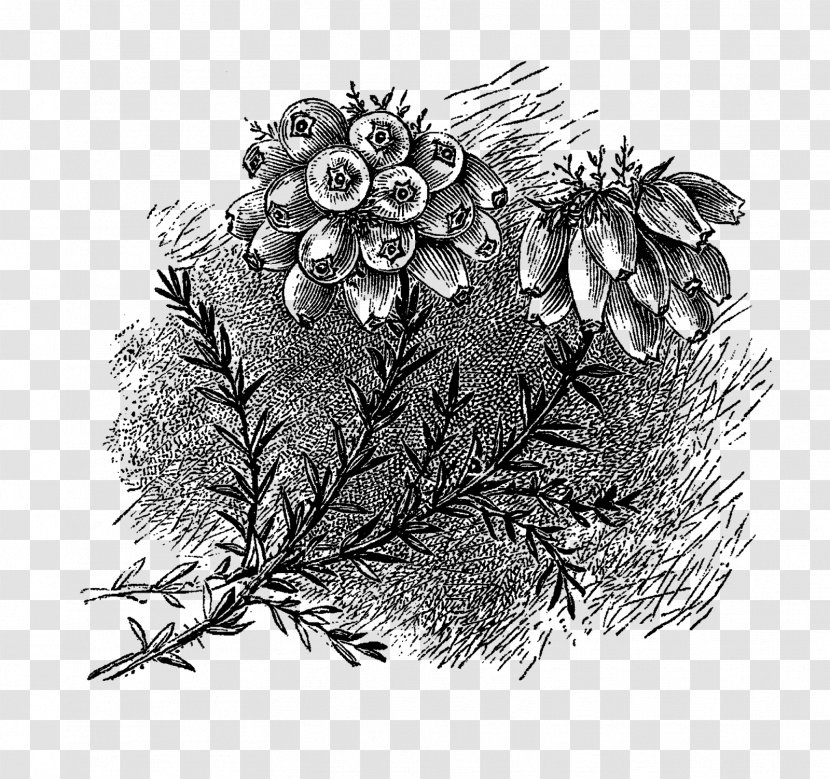 Drawing Art Clip - Monochrome - Irish Flower Cliparts Transparent PNG