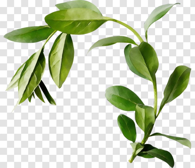 Flower Plant Leaf Tree Flowering - Herb Stem Transparent PNG