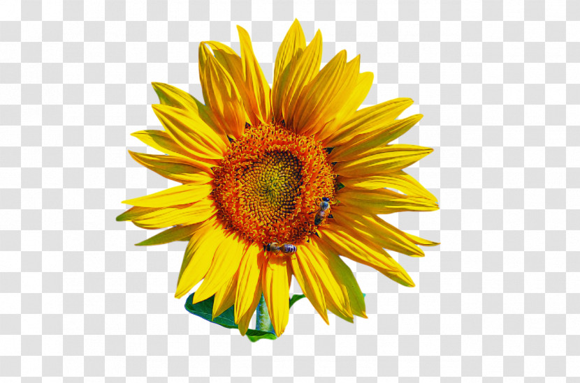 Daisy Family Sunflower Seed Cut Flowers Doctorate Personal Web Page Transparent PNG