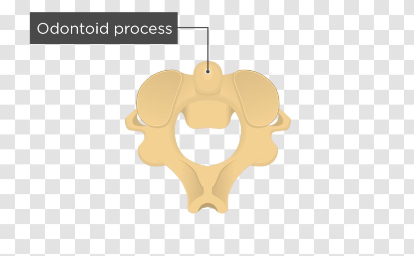 Axis Process Vertebral Column Human Skeleton Bone - Lumbar Vertebrae - Cervical Vertebra Atlas Transparent PNG