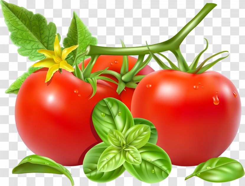San Marzano Tomato Royalty-free Vegetable Clip Art - Photography - Vector Transparent PNG
