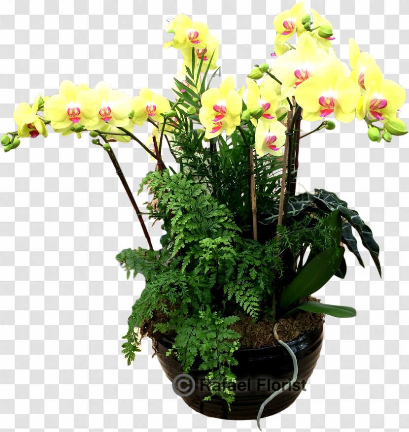 Moth Orchids Flowerpot Houseplant Cut Flowers - Flower - Orchid Transparent PNG