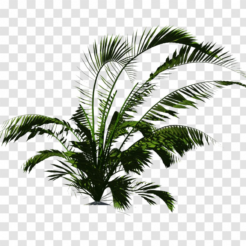 Plant Arecaceae Tropical Vegetation Tropics Transparent PNG